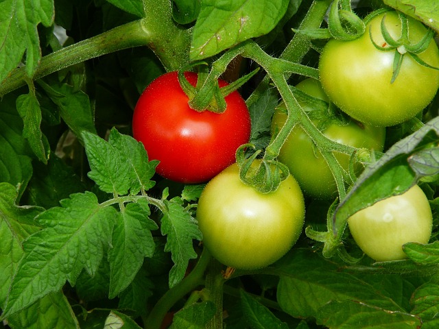 البندورة أو الطماطم، فوائد رائعة ولكن لا تأكلها غير ناضجة!